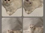 Persiankittens_ - Persian Kitten For Sale - 