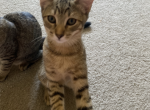 Not named - Domestic Kitten For Adoption - Wasco, CA, US