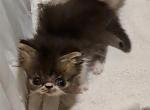 Brown Tabby and White Persian Kitten - Persian Kitten For Sale - South Boston, VA, US