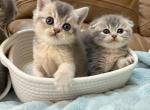 Peanut's Straight - Scottish Fold Kitten For Sale - 