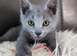 Russian Blue female - Russian Blue Kitten For Sale - Orlando, FL, US