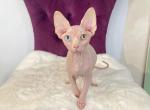 Sima ODD EYE - Sphynx Kitten For Sale - 