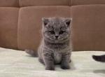 Blue girl - British Shorthair Kitten For Sale - Philadelphia, PA, US