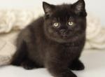 Perseus - British Shorthair Kitten For Sale - Hollywood, FL, US