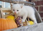 White kittens - Domestic Kitten For Sale - 