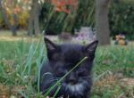 Jack - Domestic Kitten For Sale - 