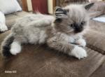 Shadow - Ragdoll Kitten For Sale - Shawnee, OK, US