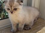 Blue eyes ForeverFD  NOT A BROKER   HOME RAISED - Scottish Fold Kitten For Sale - 