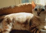 Sasha - Bengal Kitten For Sale - Middleport, NY, US