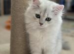 British Longhair Silver Chinchilla - British Shorthair Kitten For Sale - Las Vegas, NV, US