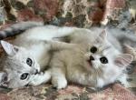 British Shorthair & Longhair Vegas Born - British Shorthair Kitten For Sale - 