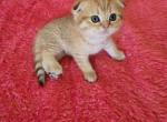 Leon - Scottish Fold Kitten For Sale - 