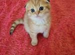 Leo - Scottish Fold Kitten For Sale - Philadelphia, PA, US