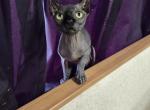 Adorable 5monthold Elf Sphynx kitten - Sphynx Kitten For Sale - Boston, MA, US