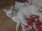 Elsa - Domestic Kitten For Sale - 