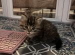 Tabby Persian - Persian Kitten For Sale - Staten Island, NY, US