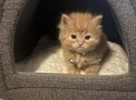 Orange Persian Female - Persian Kitten For Sale - Staten Island, NY, US