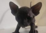 Salem - Sphynx Kitten For Sale - Boston, MA, US