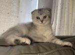 Sugar - Scottish Fold Kitten For Sale - 