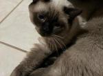 Cappuccino - Siamese Kitten For Sale - 