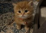 Orange Persian Male - Persian Kitten For Sale - Staten Island, NY, US