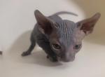 Shadow - Sphynx Kitten For Sale - Boston, MA, US