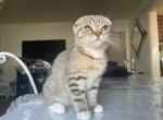 Cookie - Scottish Fold Kitten For Sale - 