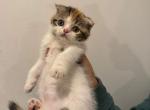 Pippa - Scottish Fold Kitten For Sale - 