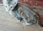 Wyona - Bengal Kitten For Sale - Middleport, NY, US