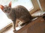 Kentucky - Bengal Kitten For Sale - Middleport, NY, US