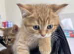 Tom - Scottish Straight Kitten For Sale - North Port, FL, US