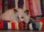 Casper - Ragdoll Kitten For Sale - La Porte, IN, US