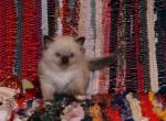 Pumpkin - Ragdoll Kitten For Sale - La Porte, IN, US