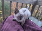 Balinese - Balinese Kitten For Sale - Campton, NH, US