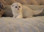 Scottish Fold Gilly - Scottish Fold Kitten For Sale - 