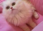 Paprika - Persian Kitten For Adoption - Bluffton, SC, US