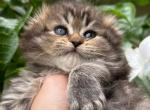 Tiffany Scottish Fold Female - Scottish Fold Kitten For Sale - 