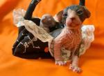 Nudies By Jenny - Sphynx Kitten For Sale - Freeport, IL, US