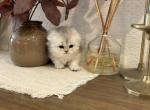 Scottish fold longhair girl - Scottish Fold Kitten For Sale - Sacramento, CA, US