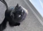 Mendax - Persian Kitten For Sale - McKinney, TX, US