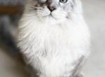 Silver boy from Shaded line - Maine Coon Kitten For Sale - FL, US