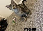 precious - Domestic Kitten For Adoption - Dallas, TX, US