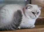 Luke - Scottish Fold Kitten For Sale - 