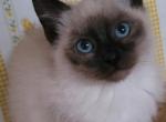 Siamese boys - Siamese Kitten For Sale - 