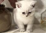 Scottish straight and fold - Scottish Fold Kitten For Sale - 