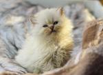 Blue Color point British Longhair girl - British Shorthair Kitten For Sale - Spokane, WA, US