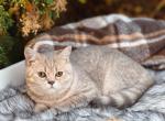 Lilac golden Scottish straight boy - Scottish Straight Kitten For Sale - Spokane, WA, US