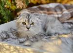 Smoked blue tabby Scottish Fold longhair boy - Scottish Fold Kitten For Sale - Spokane, WA, US