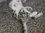 September 24 - Bengal Kitten For Sale - Houston, TX, US