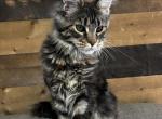 Darlin - Maine Coon Kitten For Sale - WA, US